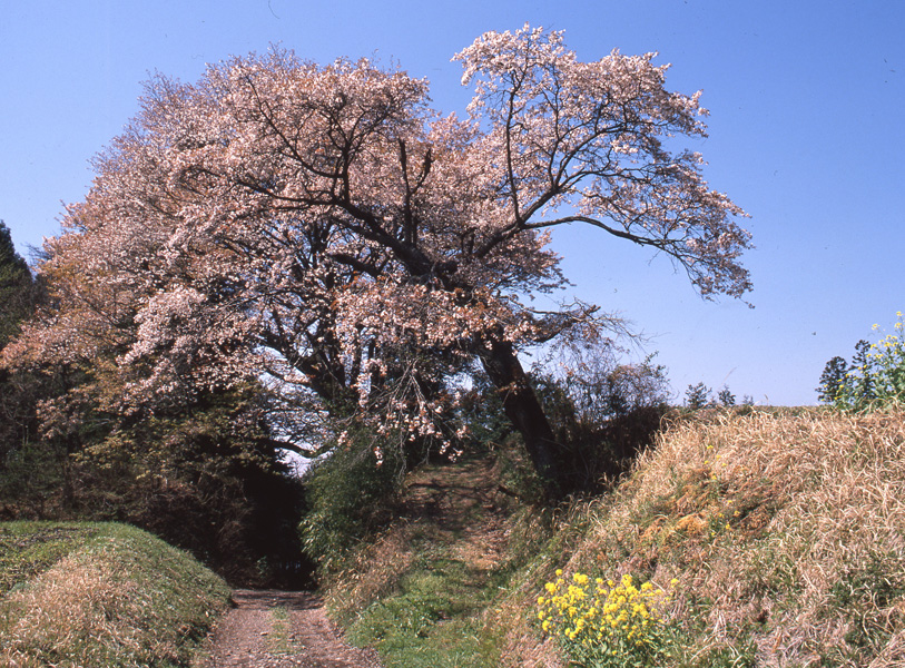 将軍桜