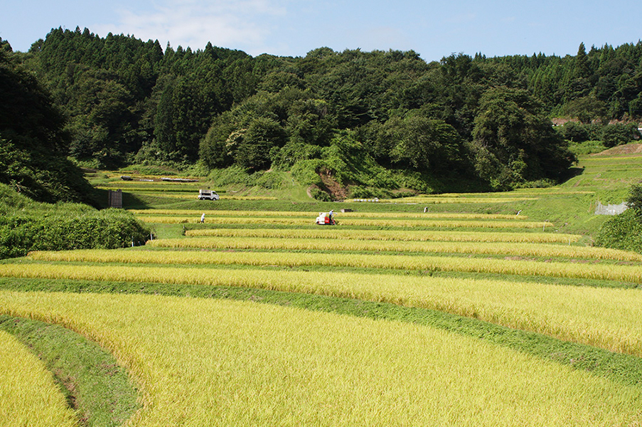 入郷石畑の棚田