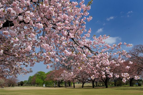 天平の花まつり