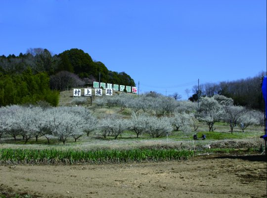 観音山梅の里梅園梅まつり